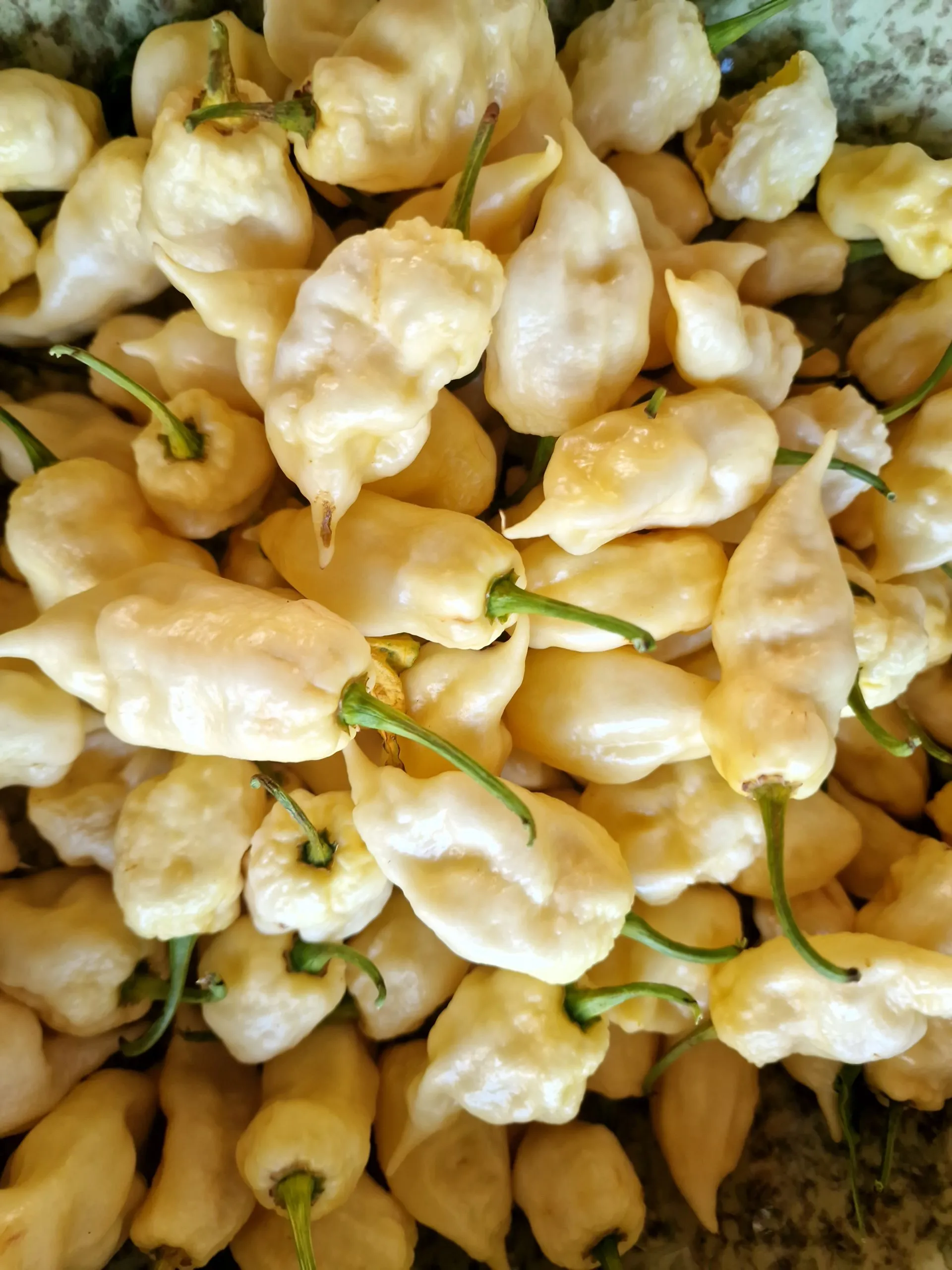 White Knight Chilli Seeds - Jays White Ghost Scorpion - Image 2