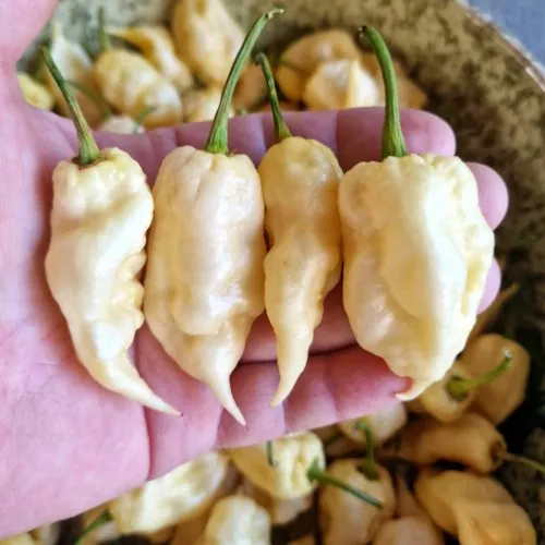 Jay White Ghost Scorpion Chilli Seeds