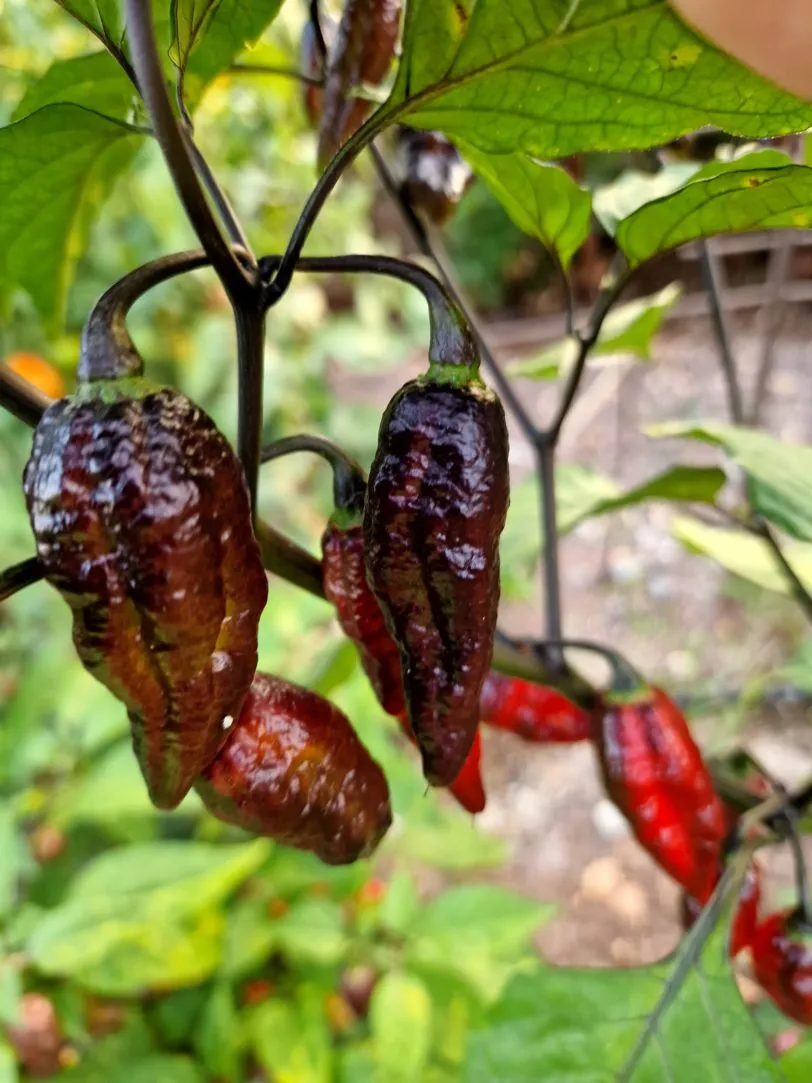 Blood Ghost Chilli Seeds - Image 10