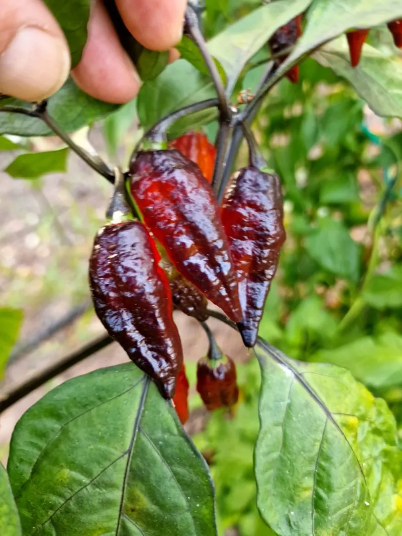 Blood Ghost Chilli Seeds - Image 11