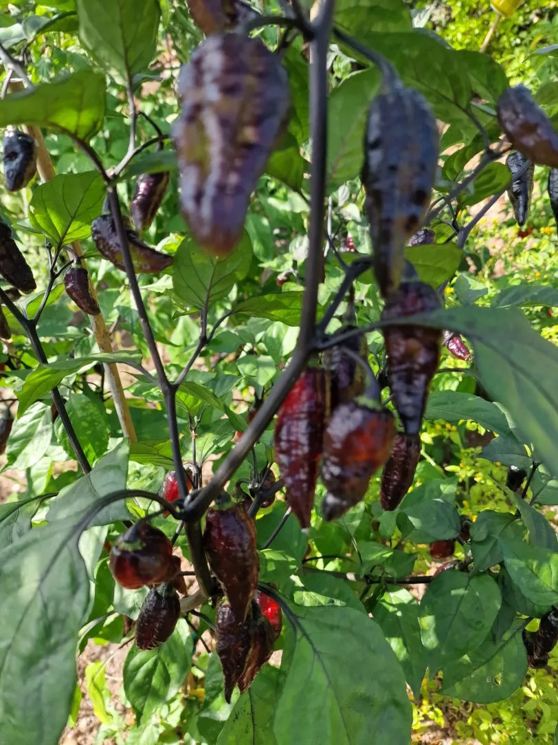 Blood Ghost Chilli Seeds - Image 12