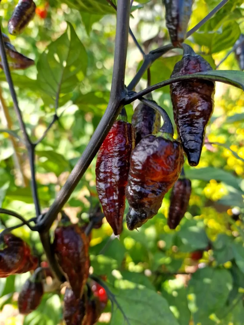Blood Ghost Chilli Seeds - Image 6