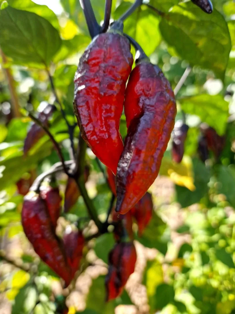 Blood Ghost Chilli Seeds - Image 5