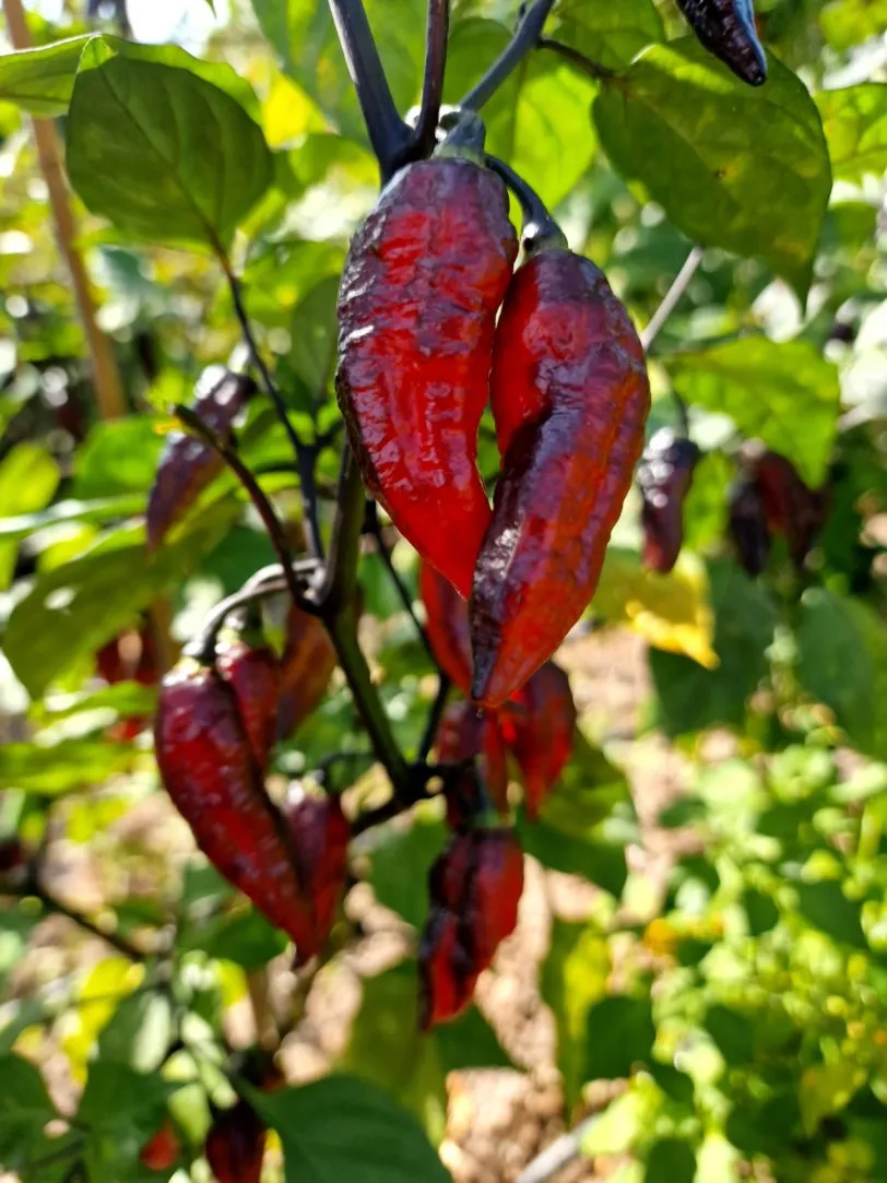 Blood Ghost Chilli Seeds - Image 14