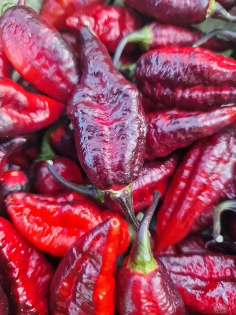 Blood Ghost Chilli Seeds - Image 2