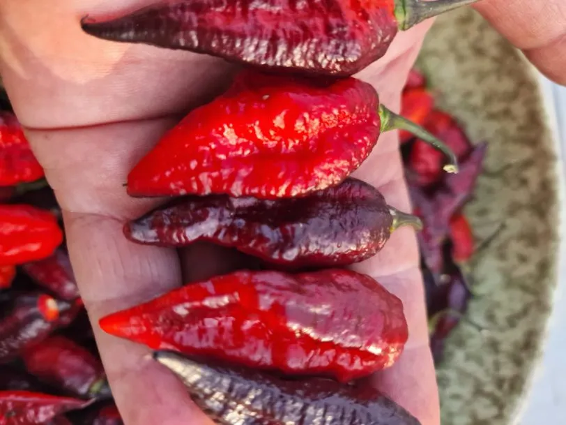 Blood Ghost Chilli Seeds - Image 15