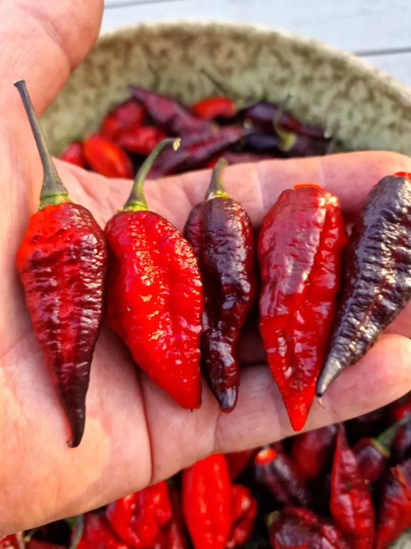 Blood Ghost Chilli Seeds - Image 18