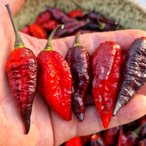 Blood Ghost Chilli Seeds