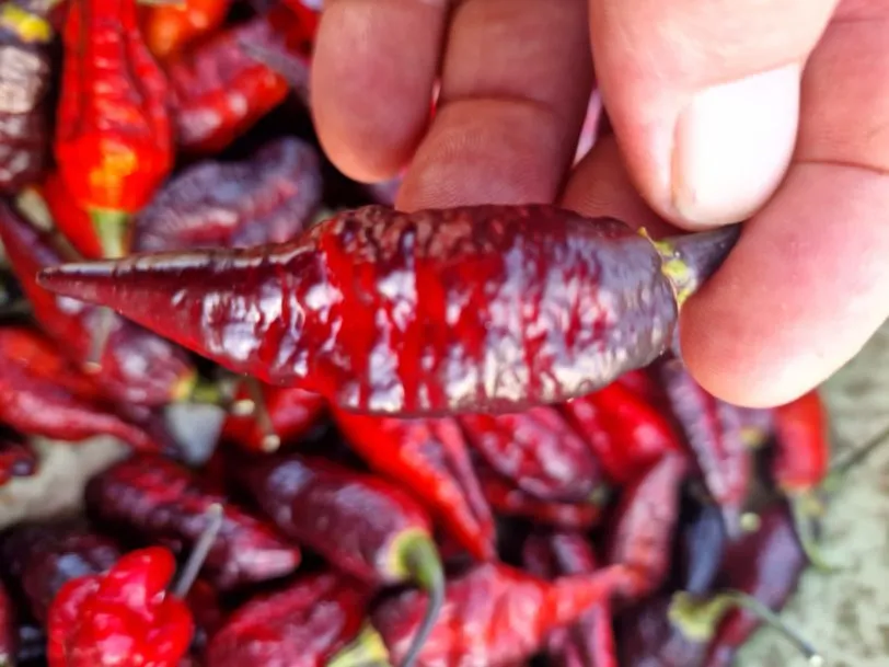 Blood Ghost Chilli Seeds - Image 9