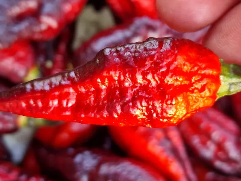 Blood Ghost Chilli Seeds - Image 4