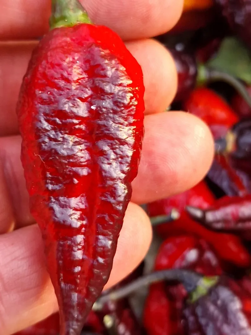 Blood Ghost Chilli Seeds - Image 20