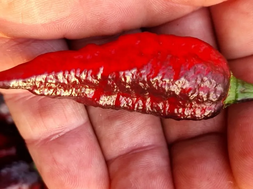 Blood Ghost Chilli Seeds - Image 7