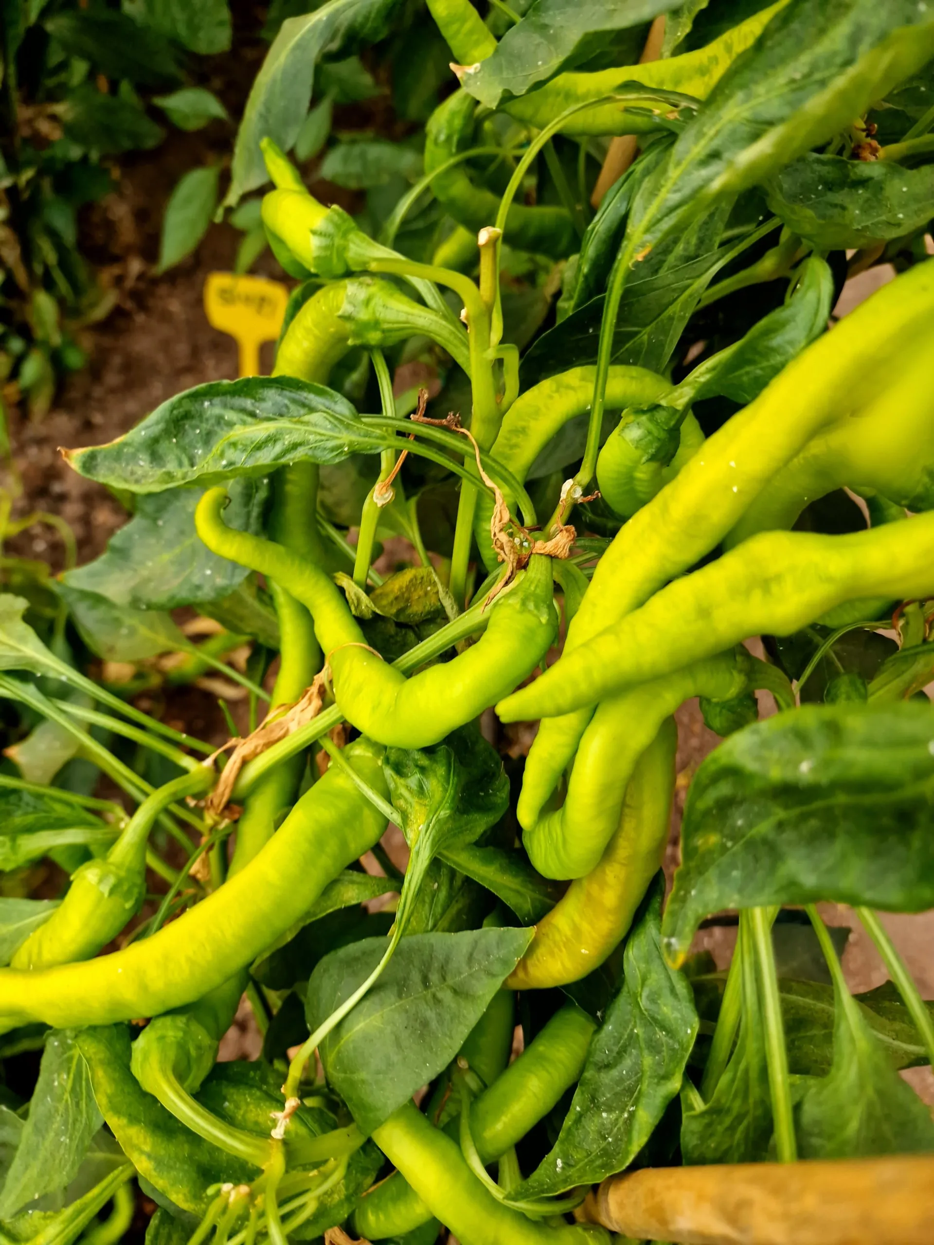 Aci Sivri Chilli Seeds - Image 3