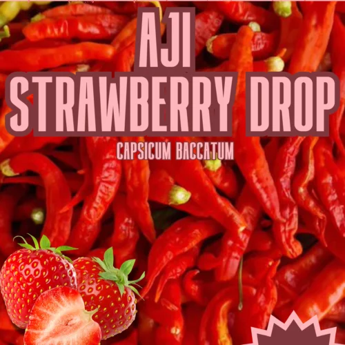 Aji Strawberry Drop Chilli Seeds
