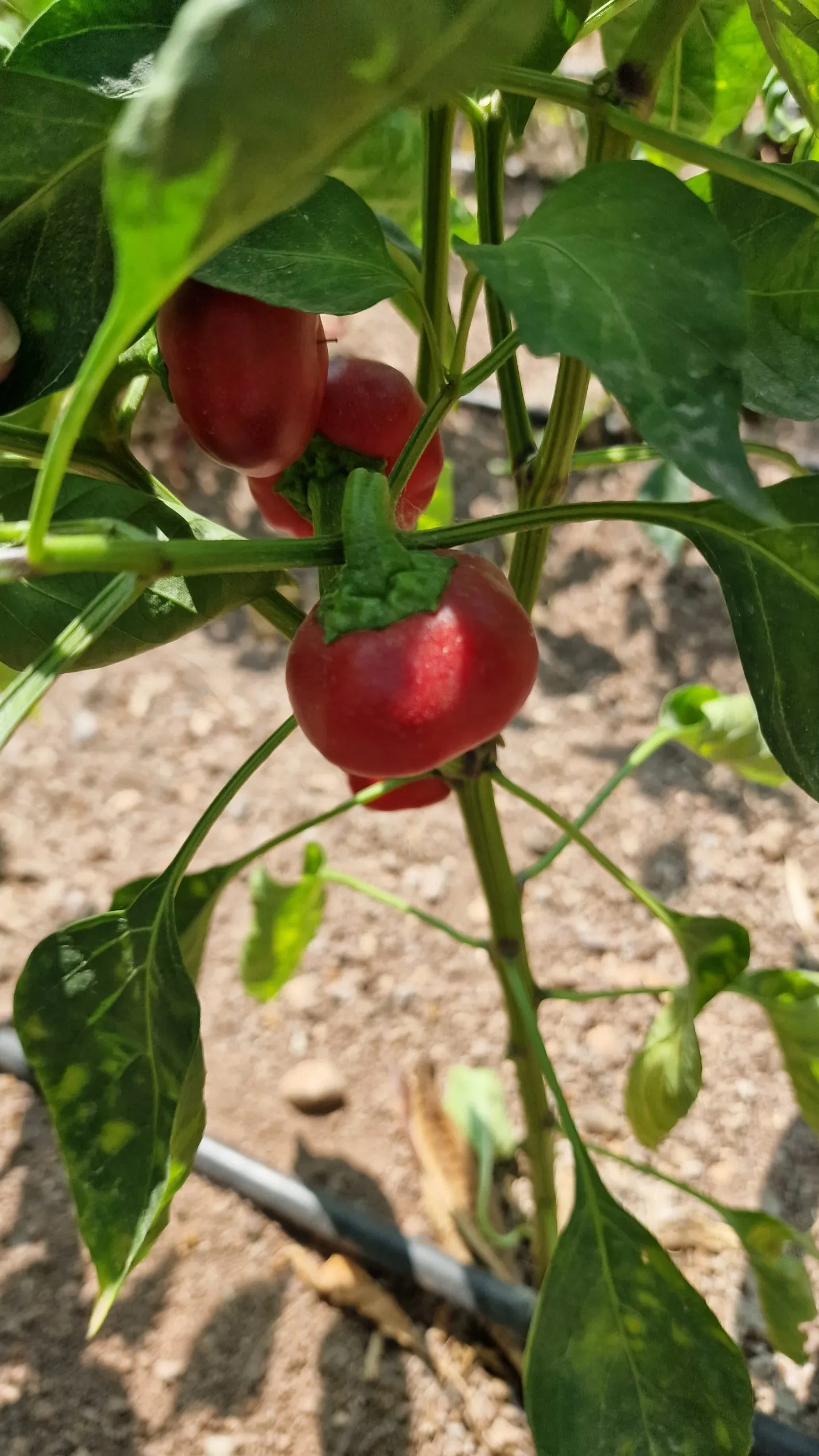 Bola - Cascabel Chilli Seeds - Image 5