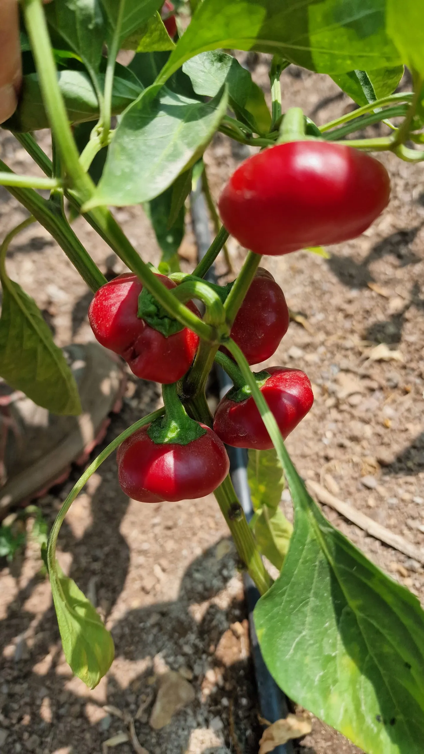 Bola - Cascabel Chilli Seeds - Image 3
