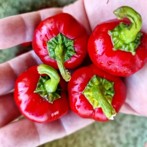 Bola - Cascabel Chilli Seeds