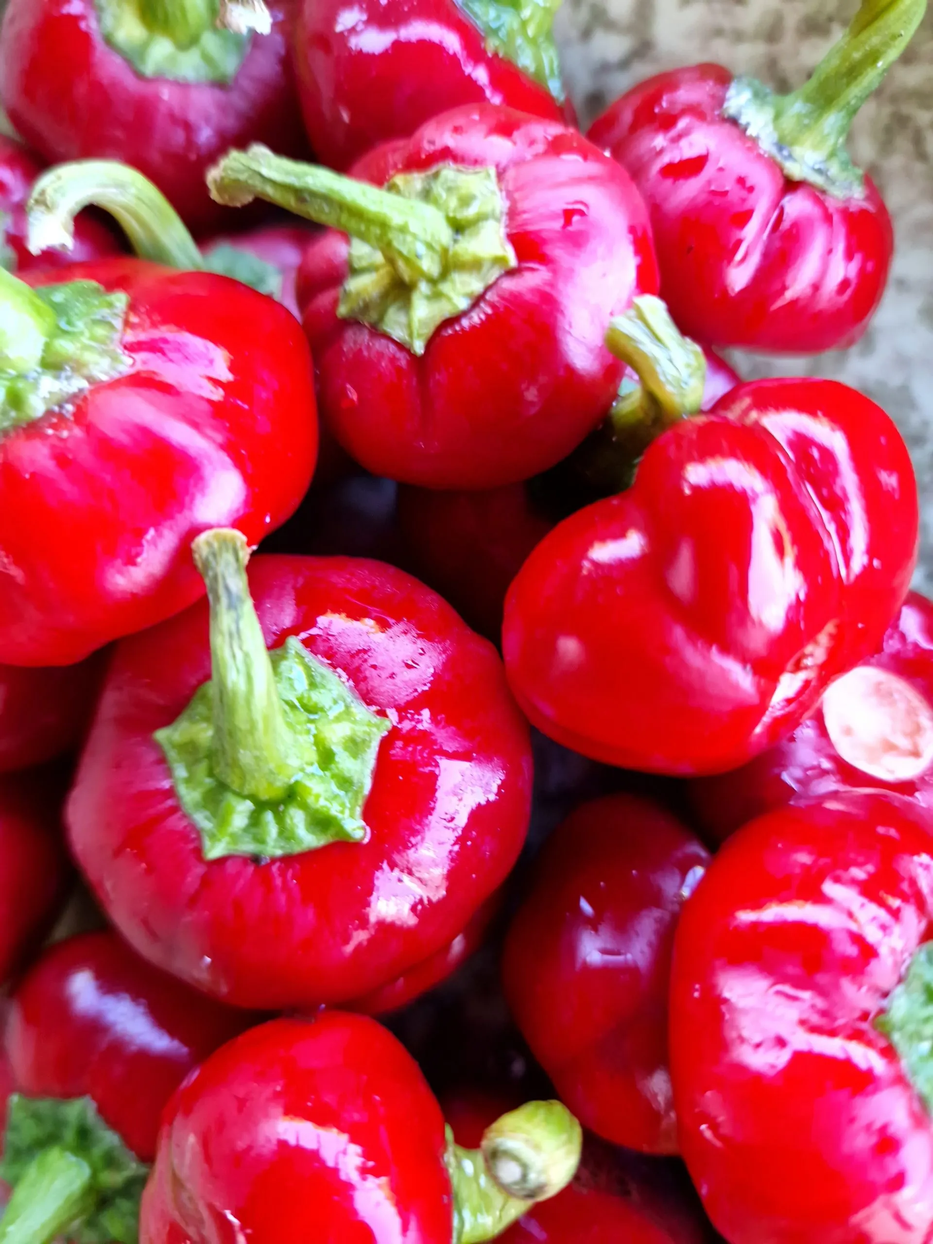 Bola - Cascabel Chilli Seeds - Image 2