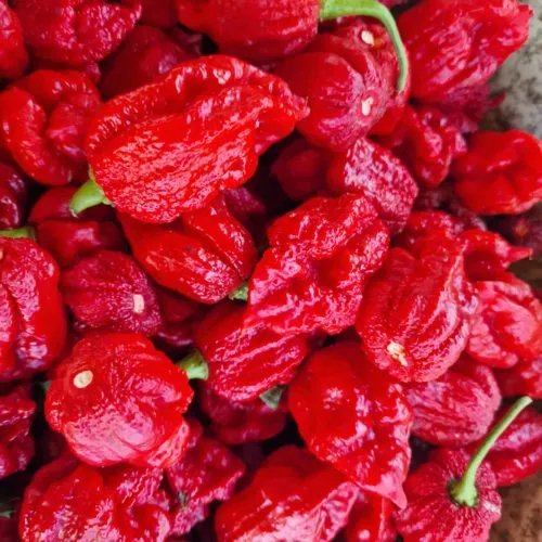 Deadpool Chilli Seeds
