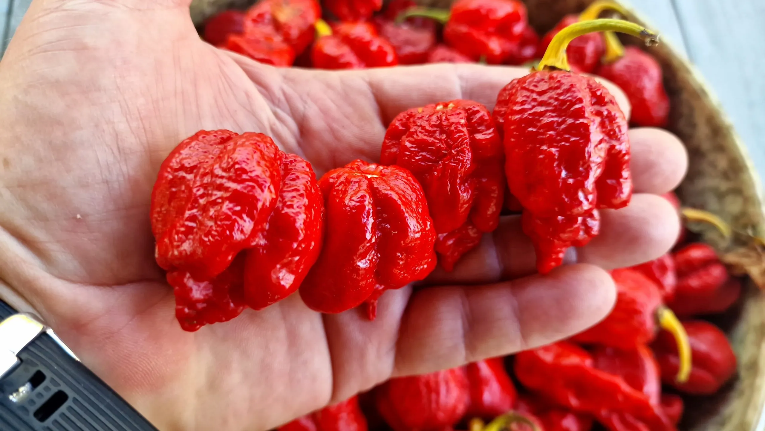 HabaReaper Chilli Seeds - Image 5