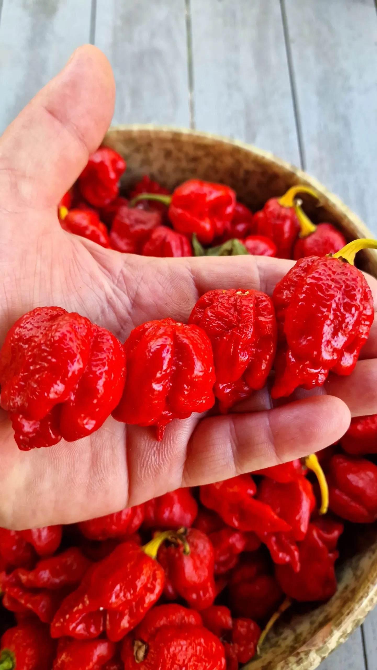 HabaReaper Chilli Seeds - Image 2