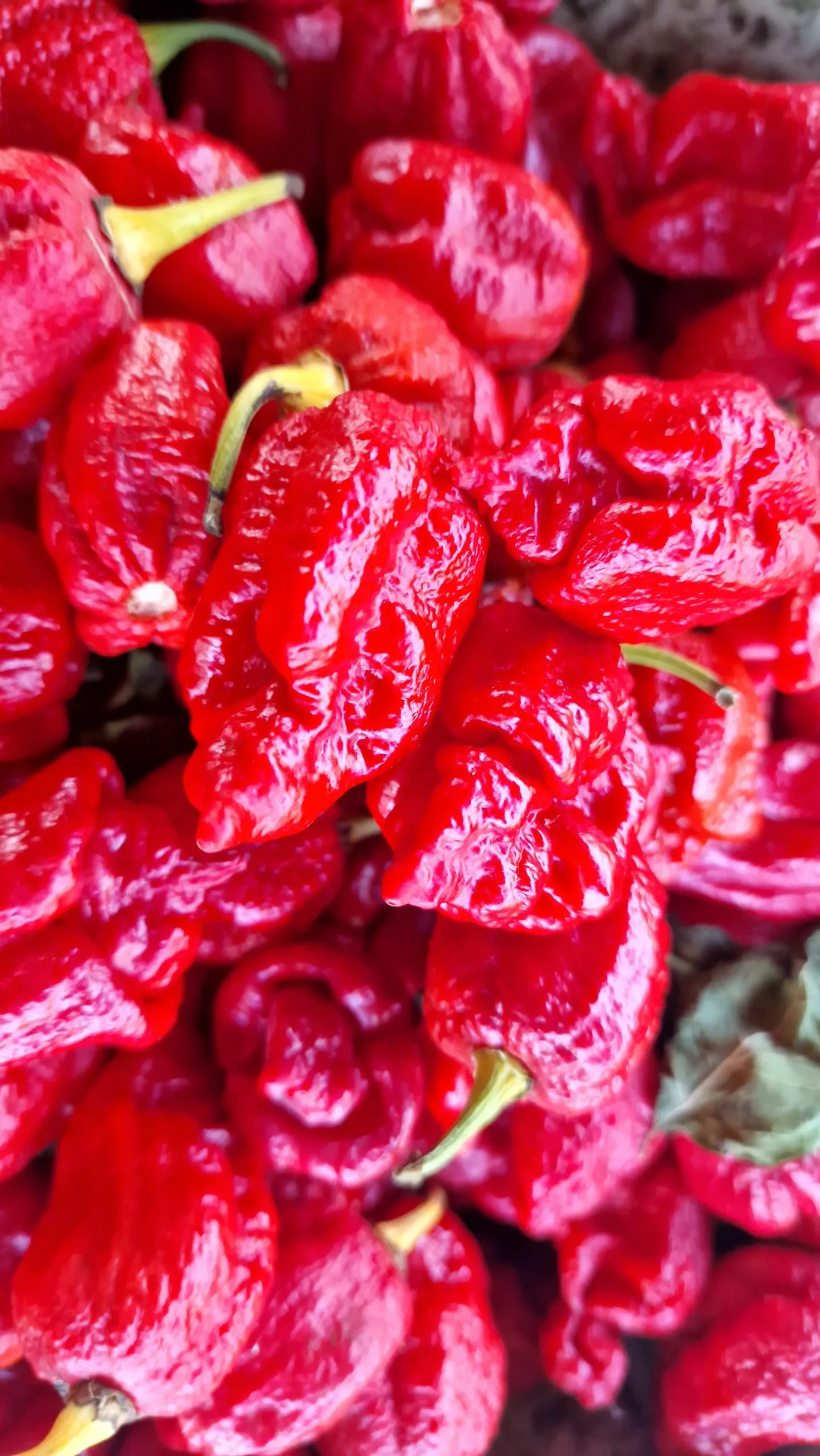 HabaReaper Chilli Seeds - Image 4