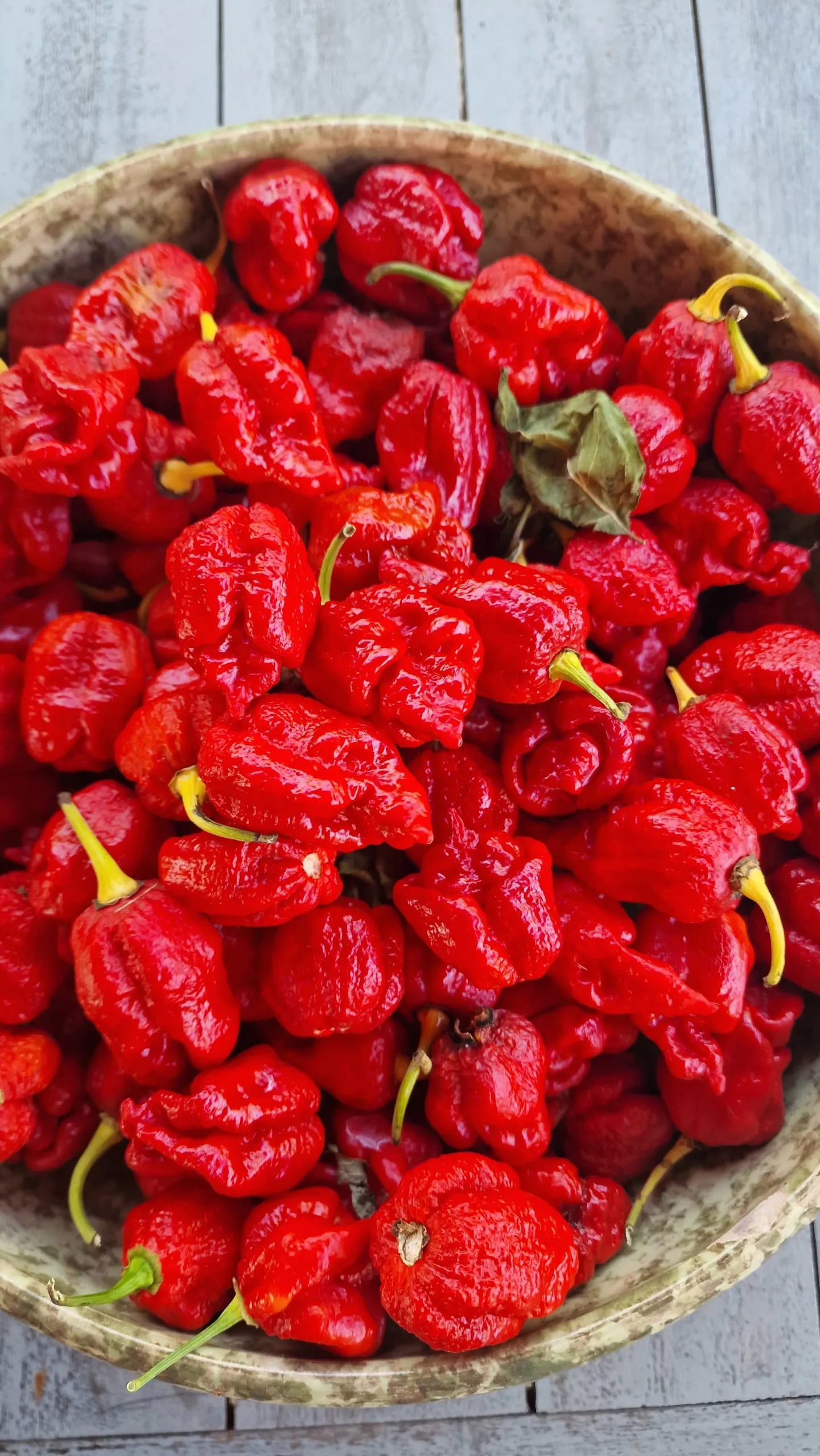 HabaReaper Chilli Seeds - Image 3