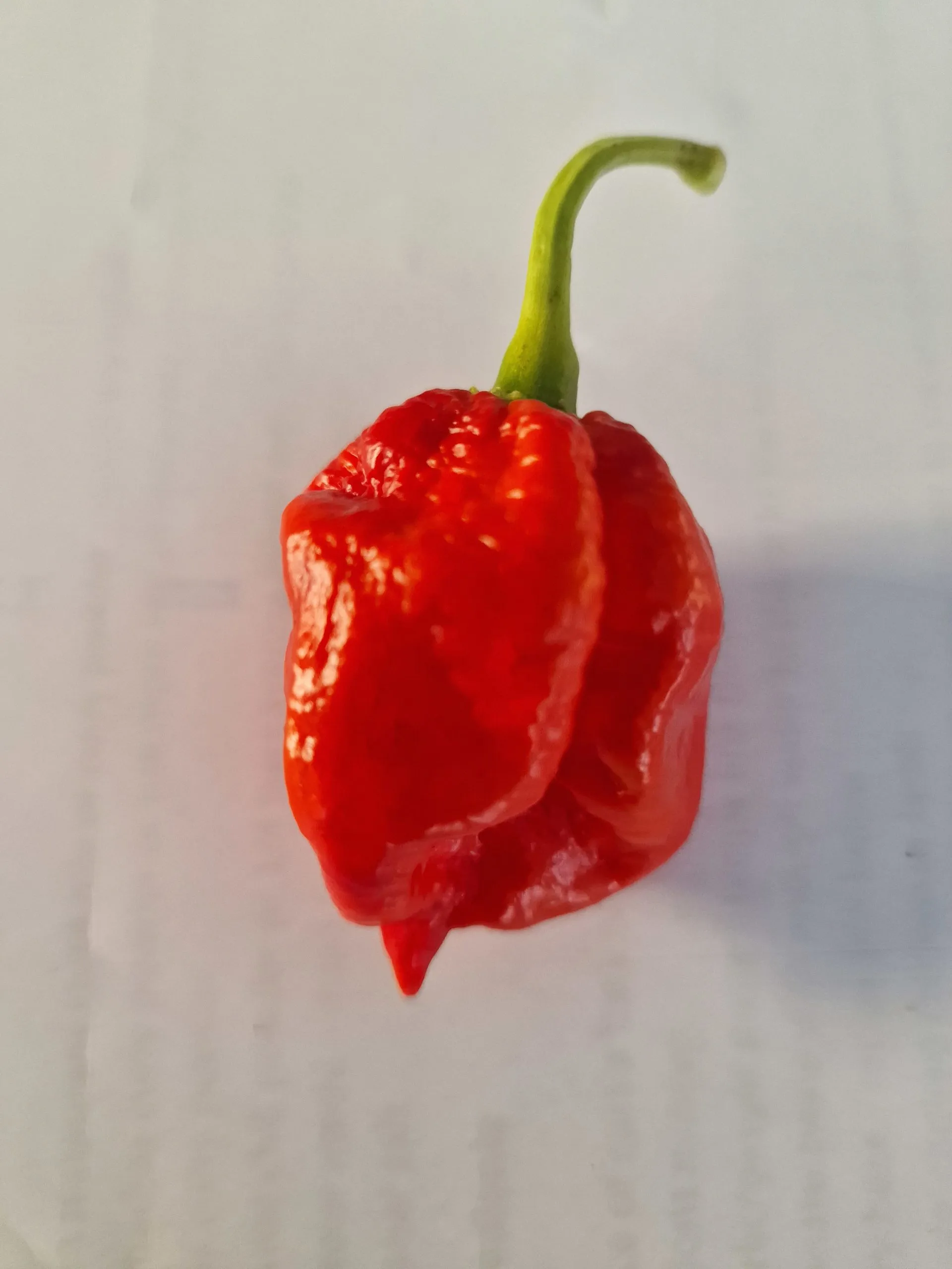 HabaReaper Chilli Seeds - Image 6