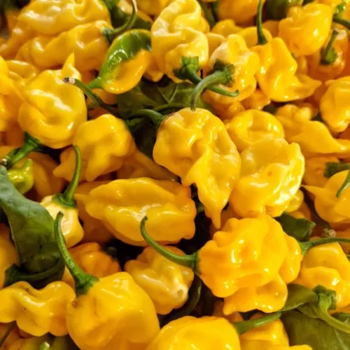 Habanero Hot Lemon Chilli Seeds