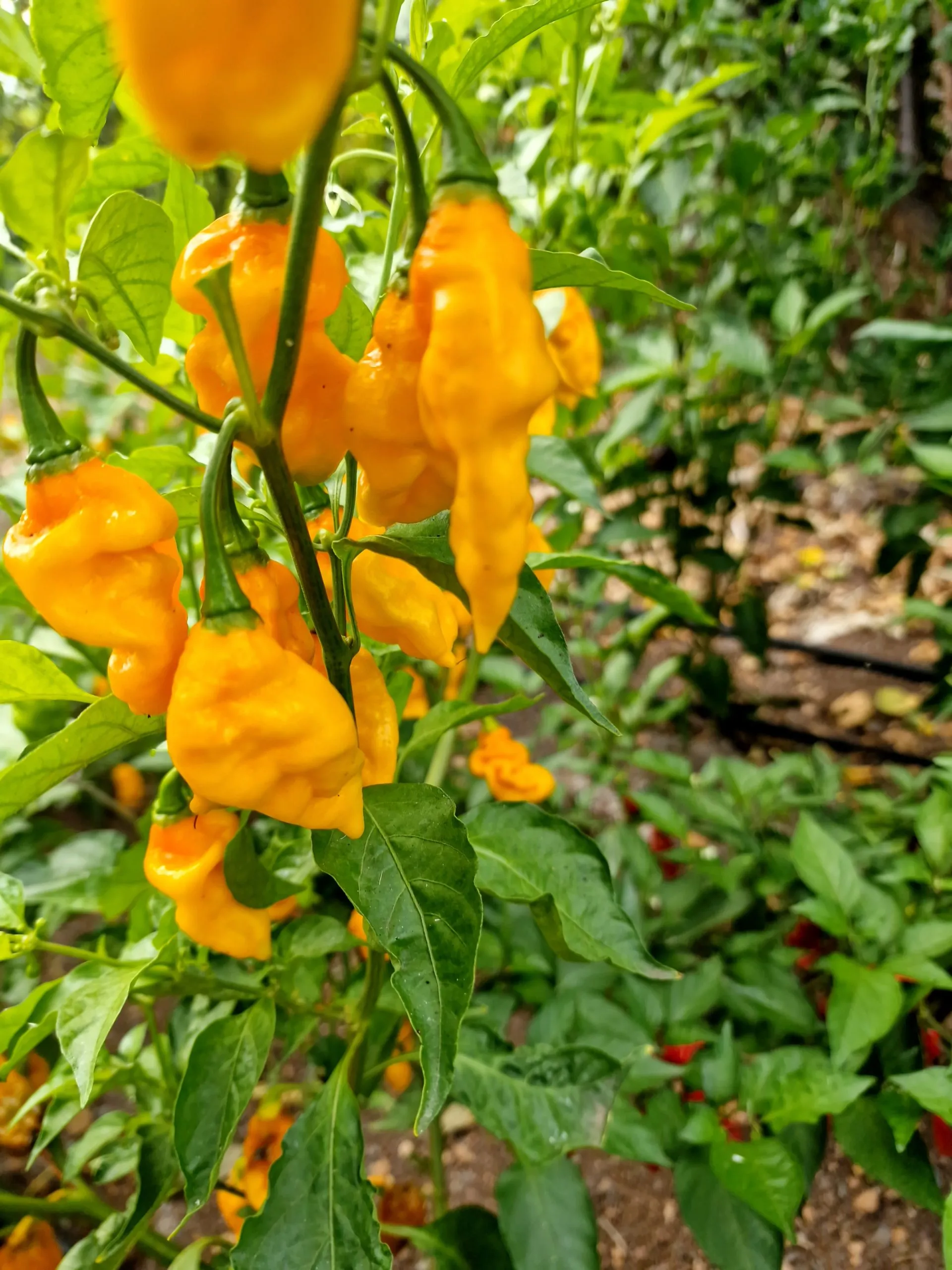 Habanero Hot Lemon Chilli Seeds - Image 3