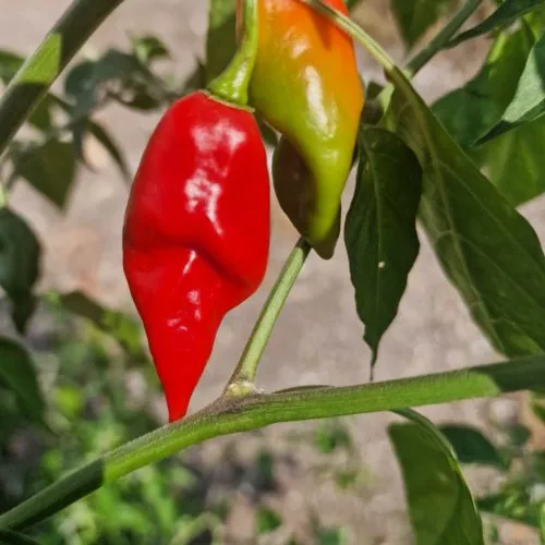 Habanero Maya Chilli Seeds