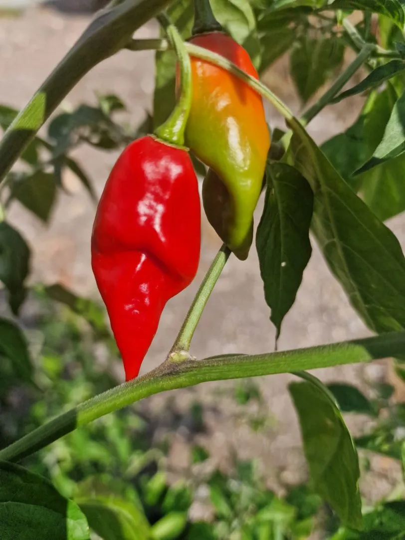Habanero Maya Chilli Seeds