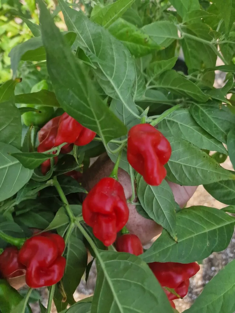 Habanero Maya Chilli Seeds - Image 4