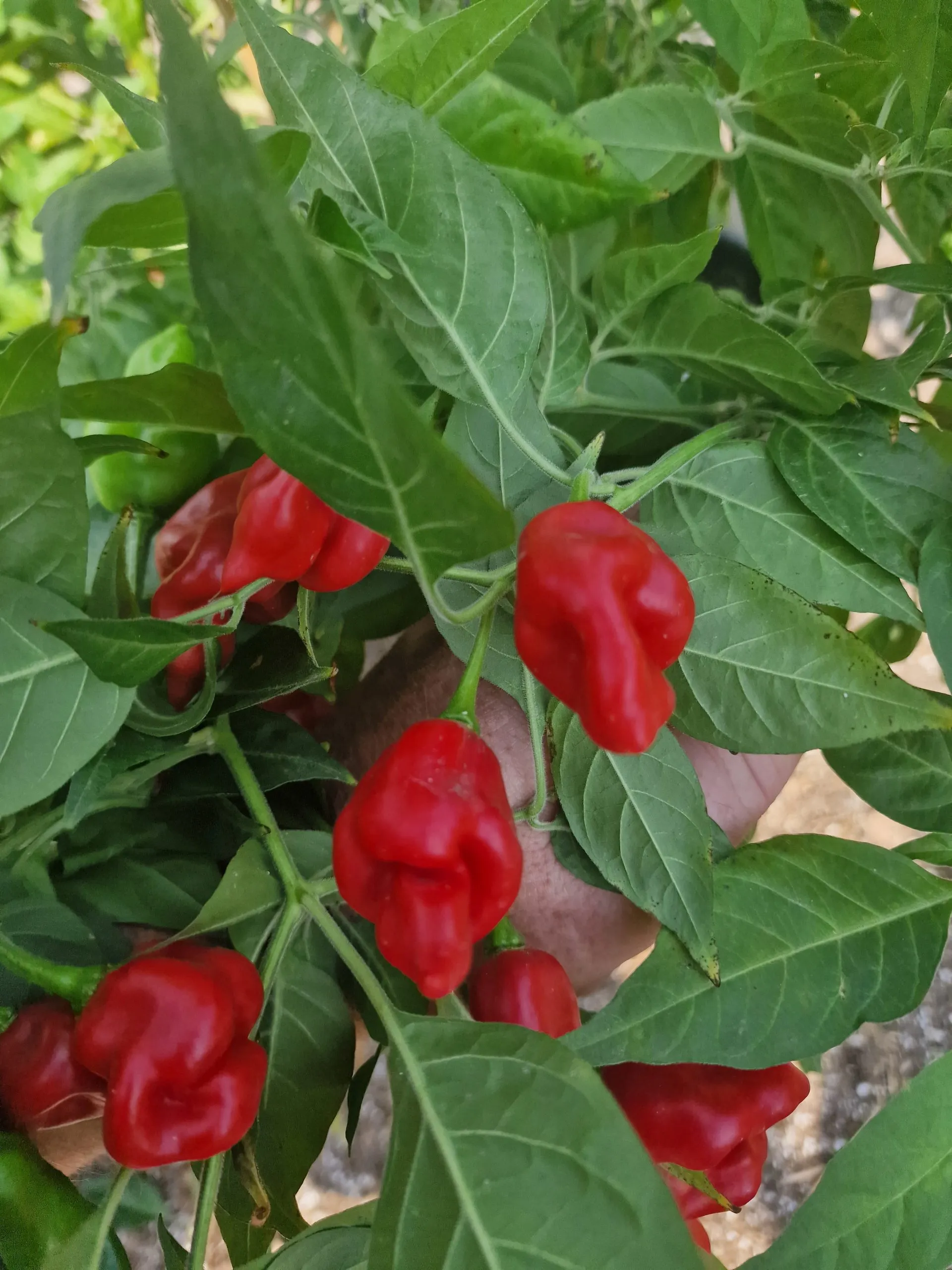 Habanero Maya Chilli Seeds - Image 4