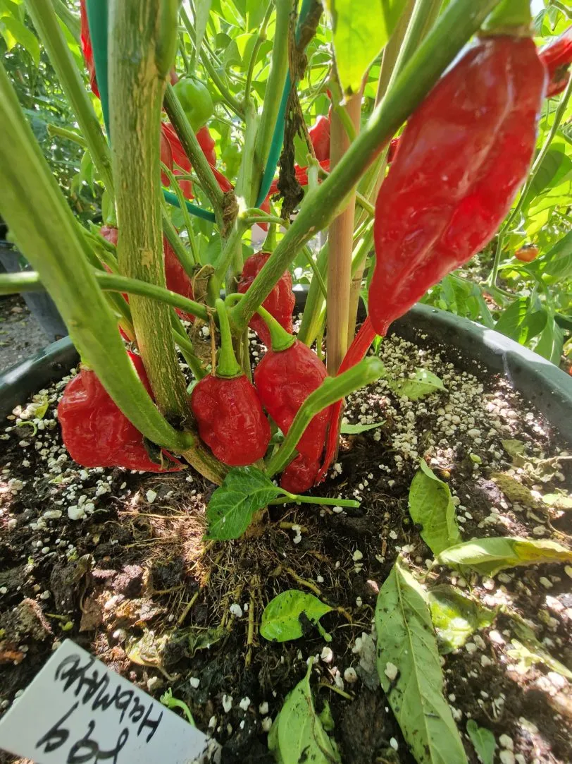 Habanero Maya Chilli Seeds - Image 3