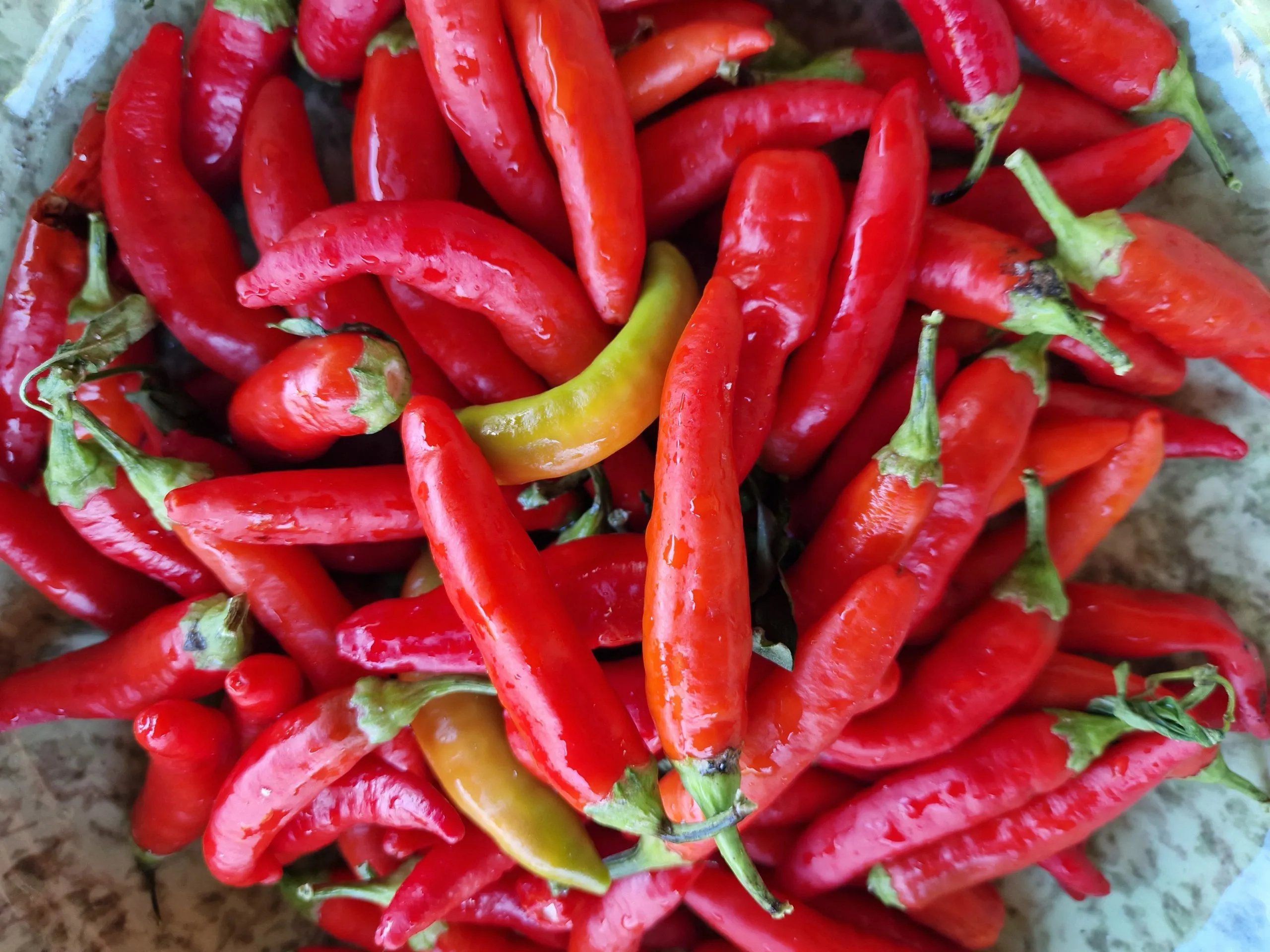 Hot Fajita Chilli Seeds - Image 4