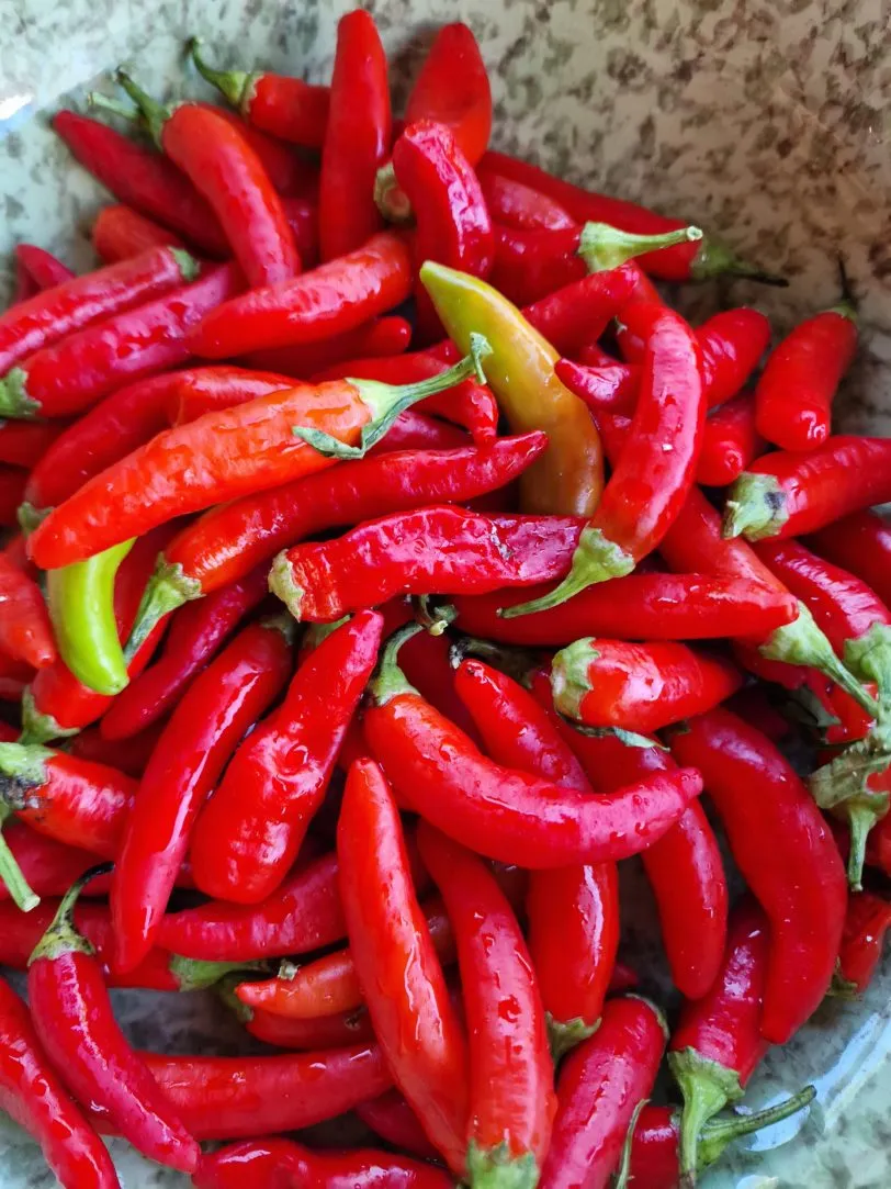 Hot Fajita Chilli Seeds - Image 3