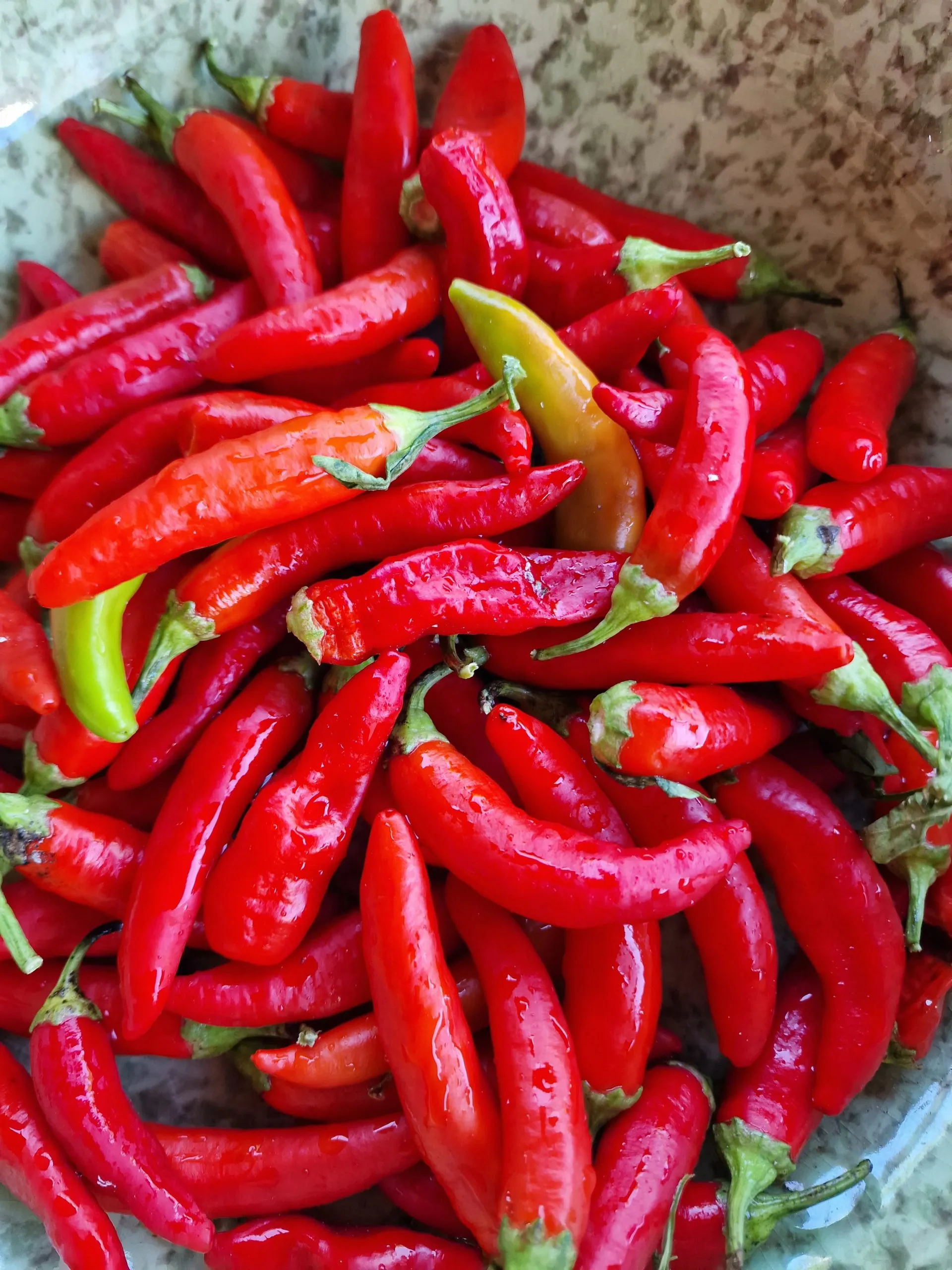 Hot Fajita Chilli Seeds - Image 3