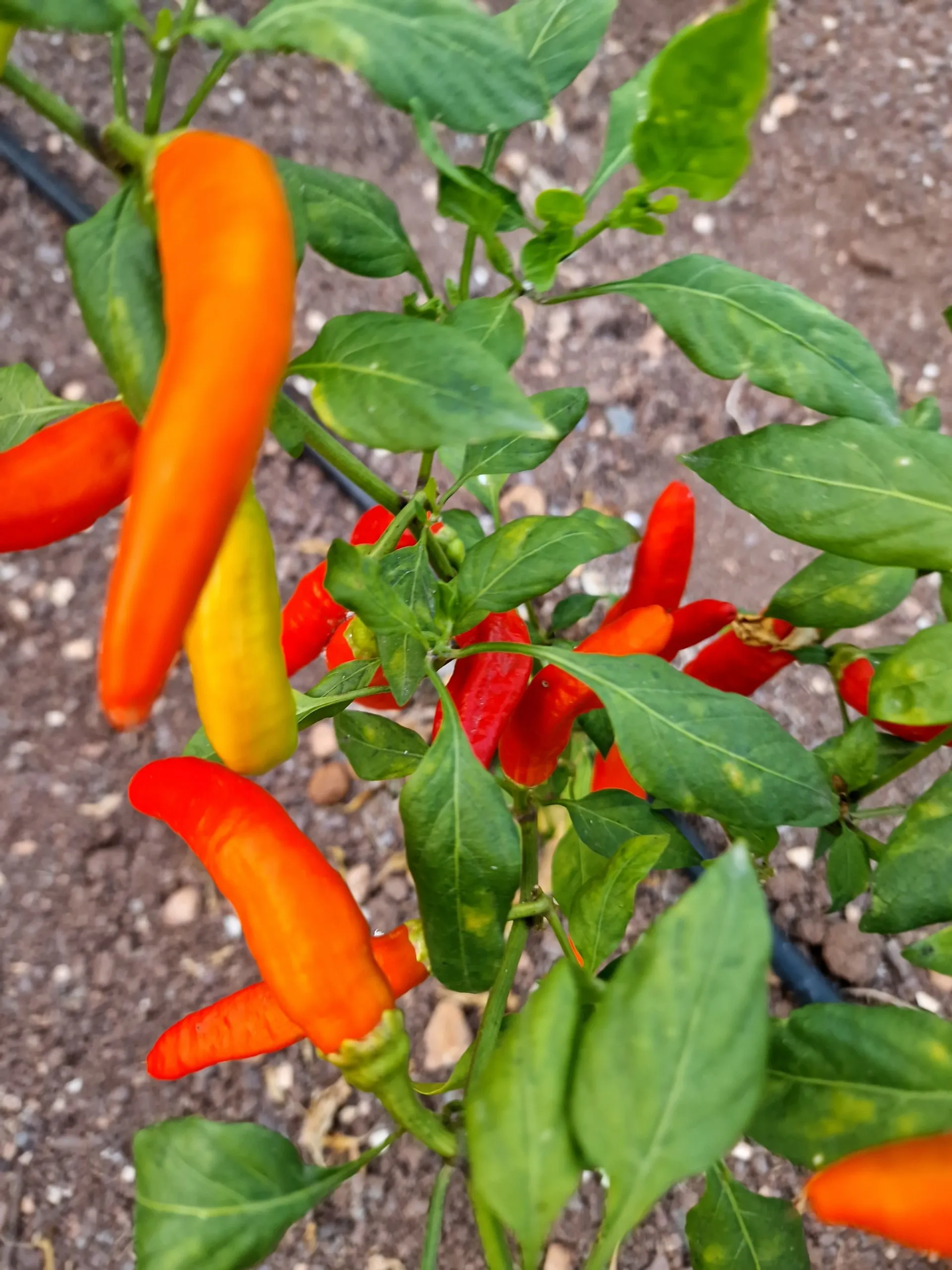 Hot Fajita Chilli Seeds - Image 2
