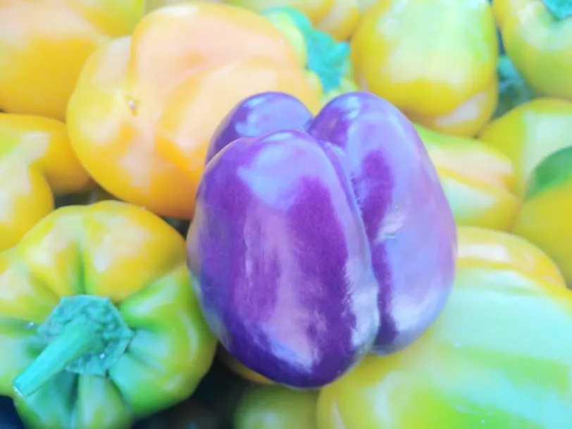 Purple Beauty Sweet Pepper Seeds - Image 4