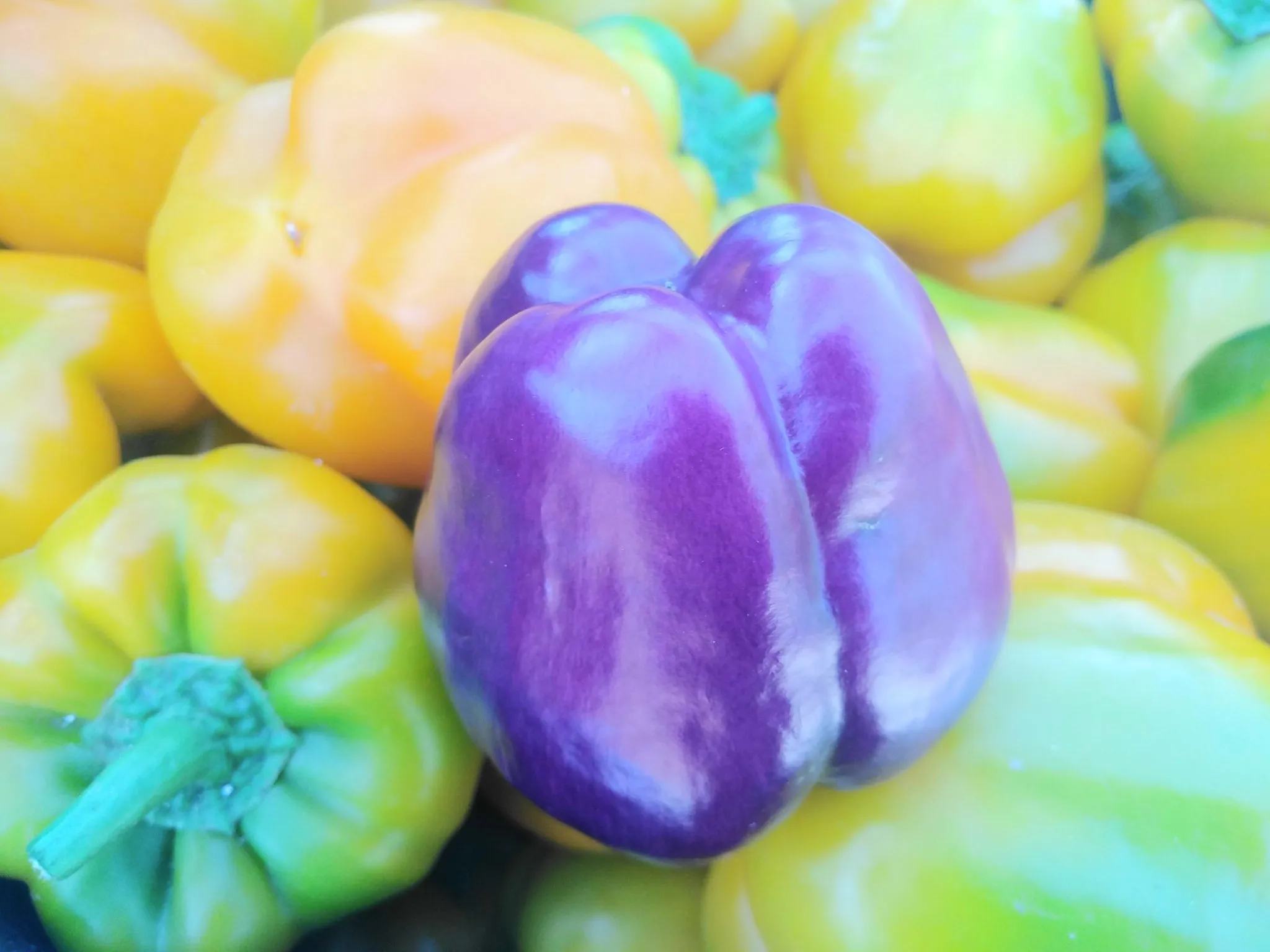 Purple Beauty Sweet Pepper Seeds - Image 4