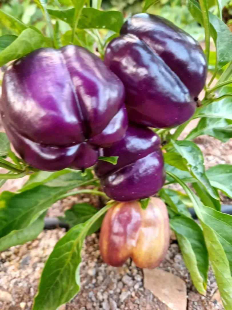 Purple Beauty Sweet Pepper Seeds - Image 3