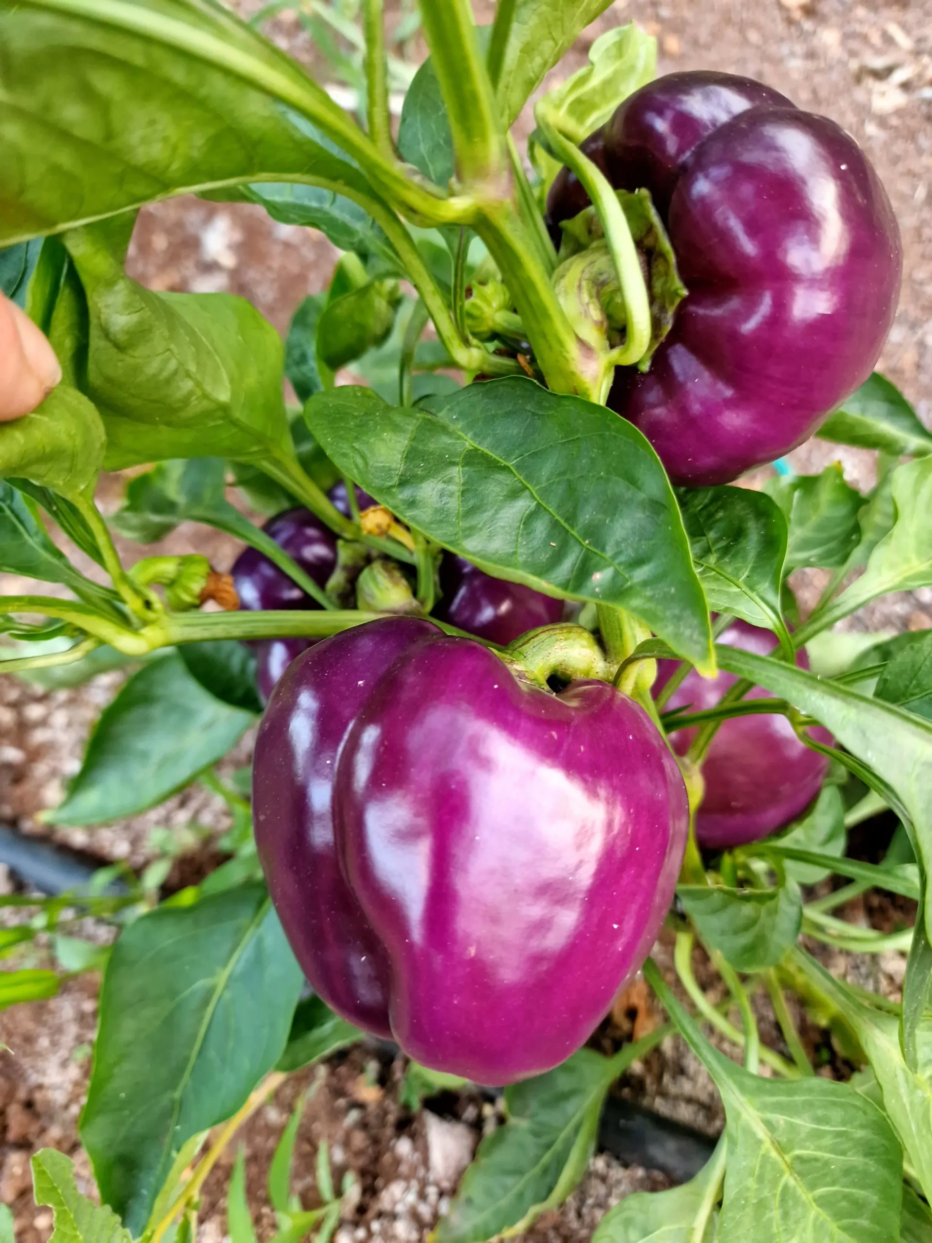 Purple Beauty Sweet Pepper Seeds - Image 2