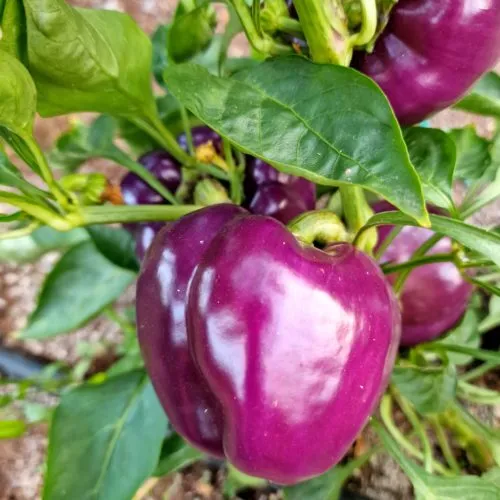 Purple Beauty Sweet Pepper Seeds
