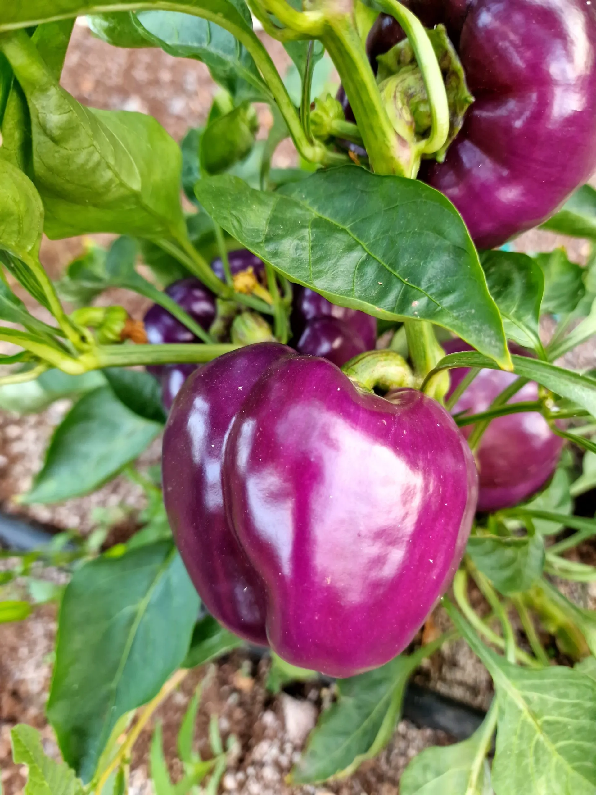 Purple Beauty Sweet Pepper Seeds