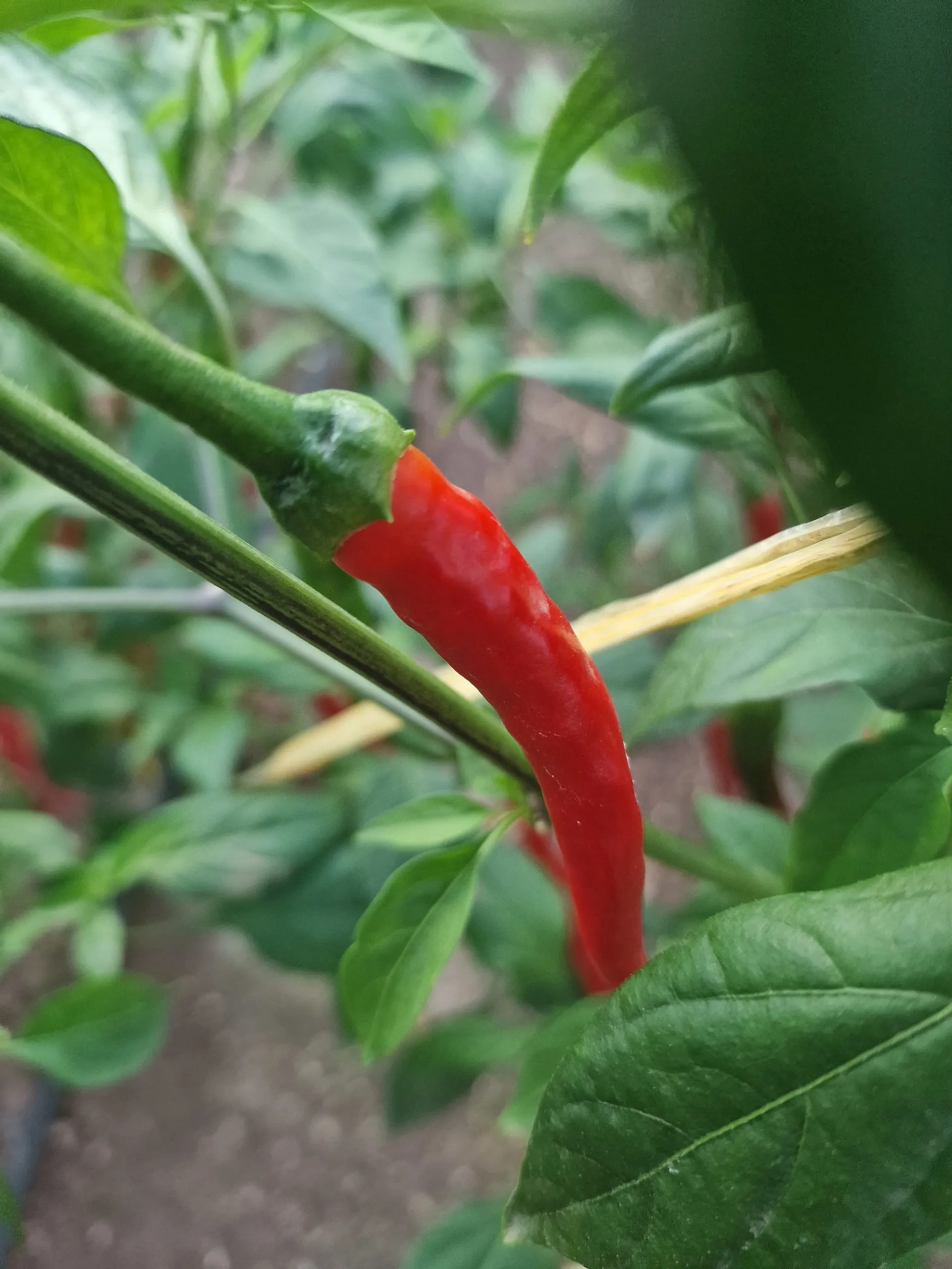 Pusa Jwala Chilli Seeds - Image 3
