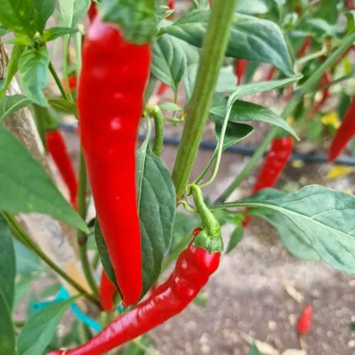 Pusa Jwala Chilli Seeds