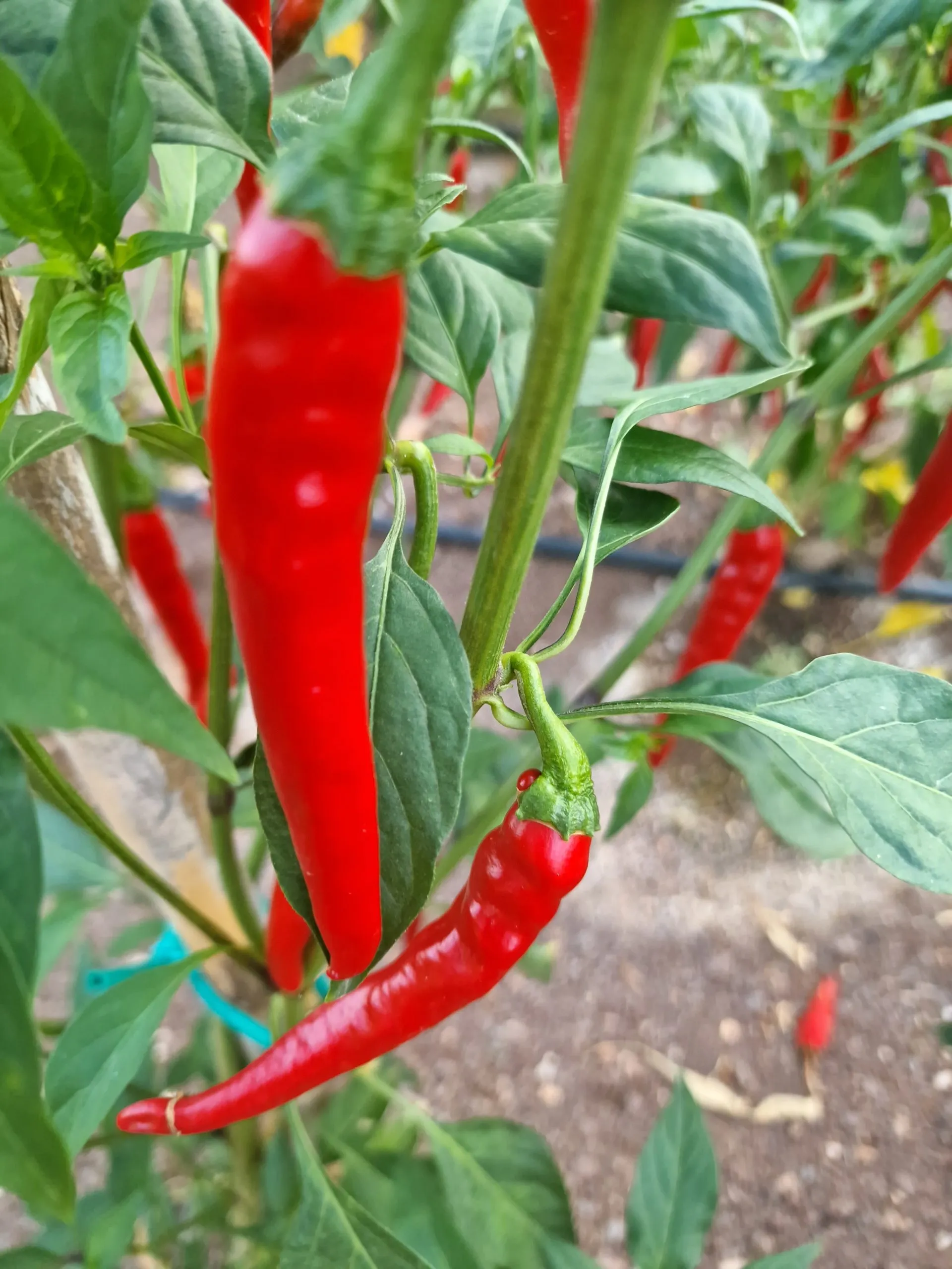 Pusa Jwala Chilli Seeds
