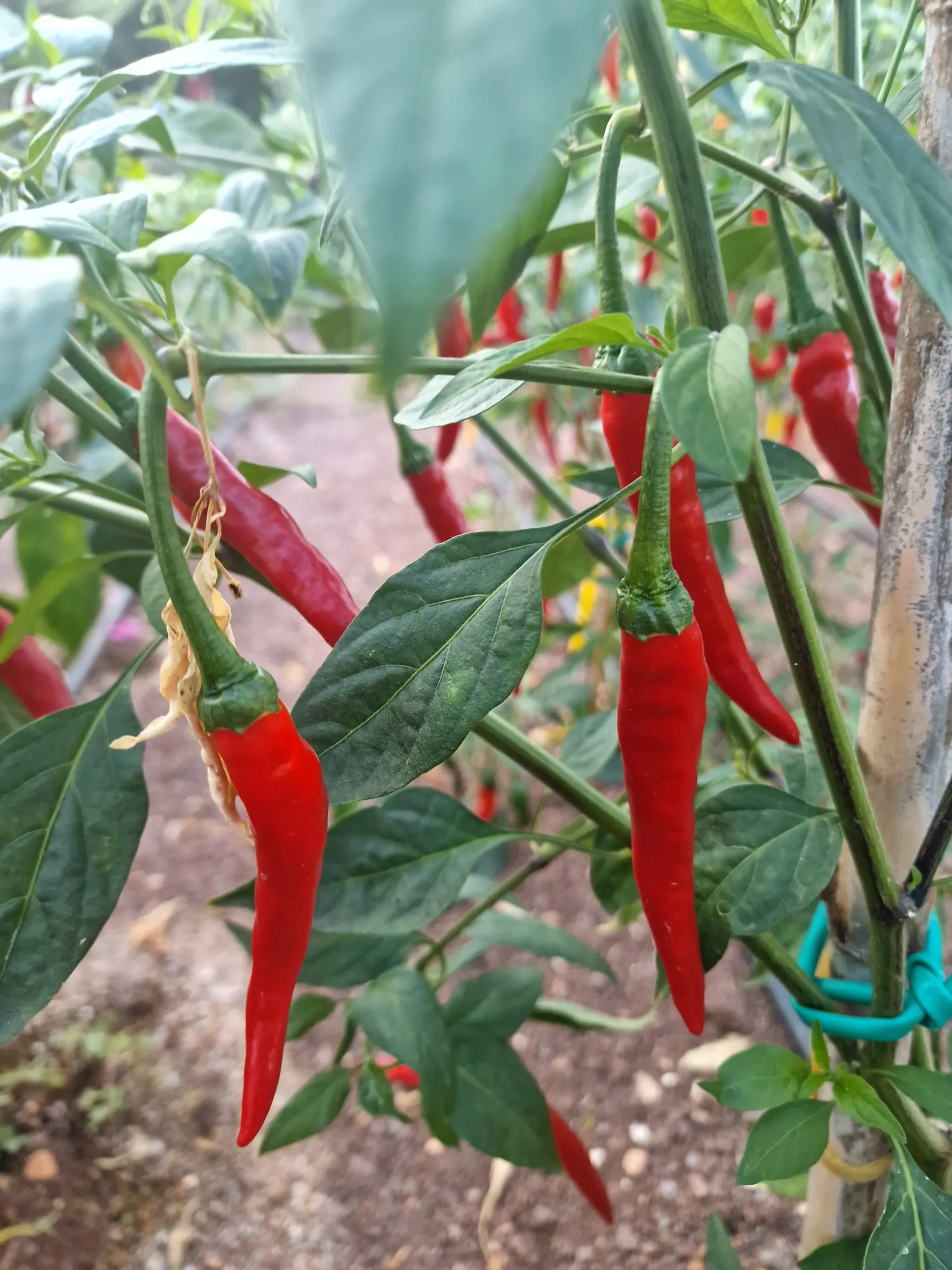 Pusa Jwala Chilli Seeds - Image 2
