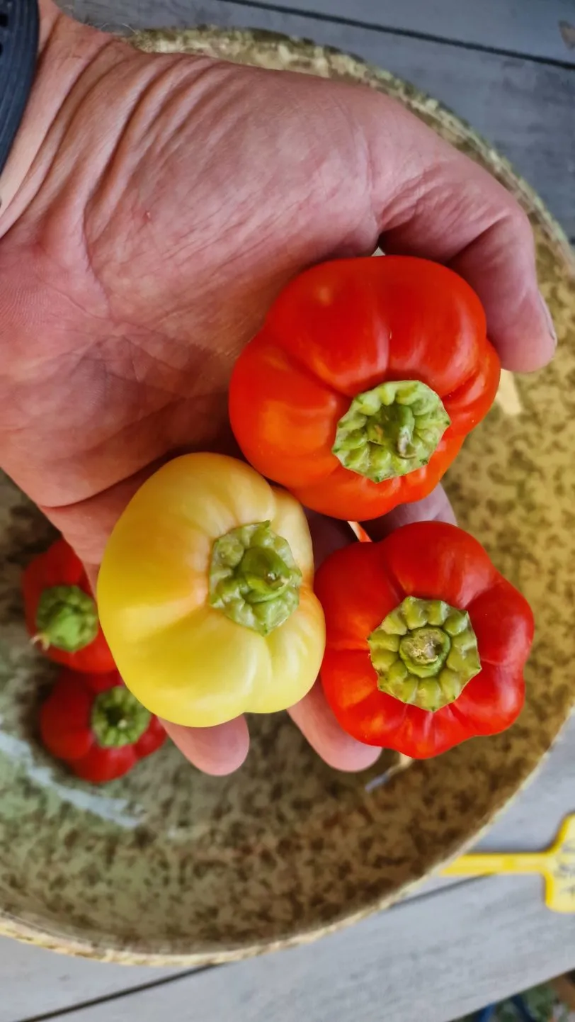 Sweet Apple Kambe Sweet Pepper Seeds - Image 7
